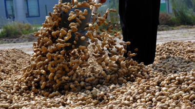 Yer fıstığında yüksek rekolte beklentisi