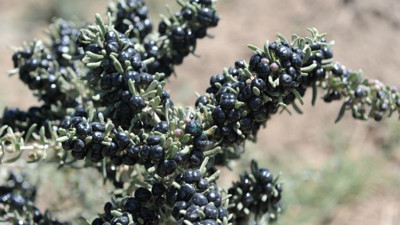 Erciyes'in eteklerinde siyah 'goji beryy'