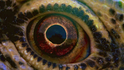 Evrim Brad Pitt'in sesinde