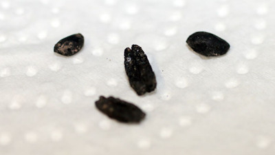 8 bin yıllık tahıl örnekleri bulundu