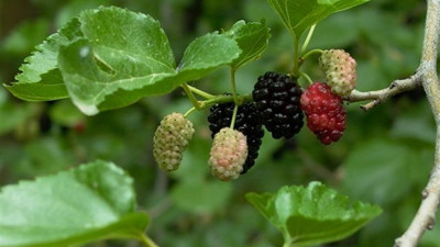 'Sakin Şehir'de üreticinin yüzü dutla gülecek