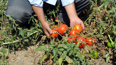 Fazla üretim domatese 'taban' yaptırdı
