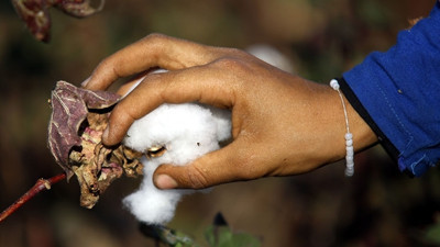 Tarımın istihdamdaki payı yüzde 20' yi aştı