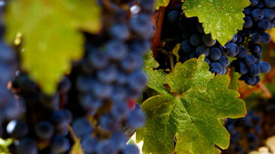 Edirne'de bağ bozumu