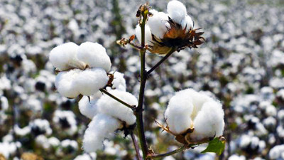 Pamuk tarihe karışmak üzere