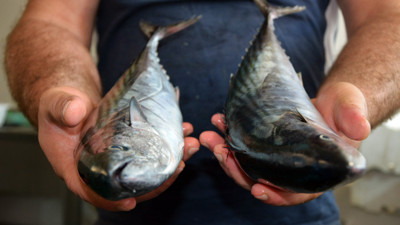 3 palamudun fiyatı 5 lira