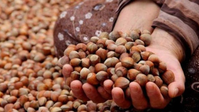 Almanlar Türk fındığından vazgeçmiyor