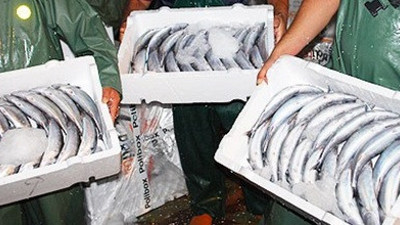 'Palamut bolluğu devam edecek'