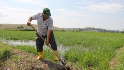 TMO,  çeltik alımlarına başladı