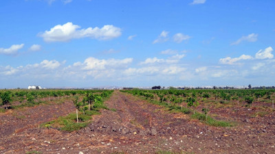 Adana'da tarım açık cezaevi yapılacak