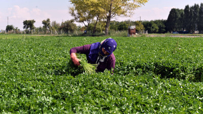 İstanbul'un "yeşillikleri" Sakintepe'den