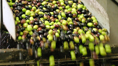 Zeytinyağında 200 bin ton rekolte beklentisi