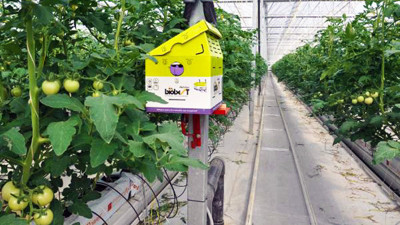 Azeri yatırımcı Germencik'e sera kurdu