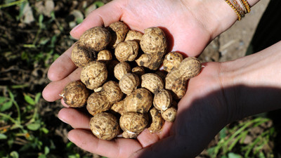 İlk hasat yapıldı