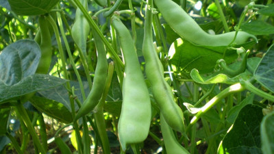 Burdurlu fasulye üreticisi düşük fiyattan şikayetçi