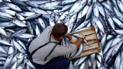 Bir günde 25 bin çift palamut avladılar