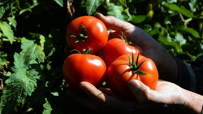 Domatesin üreticisini güldürüyor