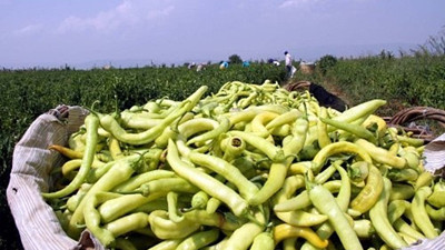 Yenişehir biberi Hollanda yolunda