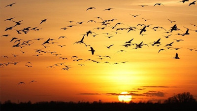 EPDK'dan 895 bin liralık 'göçmen kuş' bütçesi