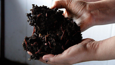 6 milyon solucanı var