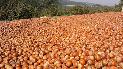 596 bin 800 ton fındık borsalarda işlem gördü