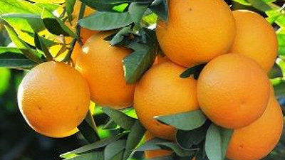 Narenciye üreticisi Rusya'dan haber bekliyor