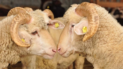 Trakya'dan İstanbul'a 100 bin kurban