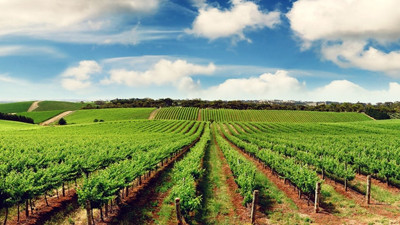 Tarım danışmanı istihdamına destek