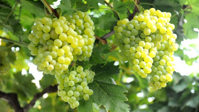 Üzüm üreticisine bayram müjdesi