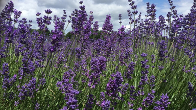 İngiltere’den döndü, Bingöl’de tarıma lavanta ile umut oldu