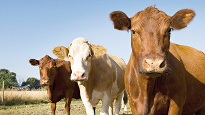 Devlet, 500 bin baş sığır ithal edecek