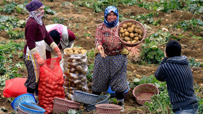 Patates üreticilerinin yüzü gülüyor