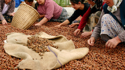 Fındıkta destek için 120 bin kişi başvurdu