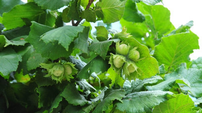 Fındıkta zararlılarla mücadele