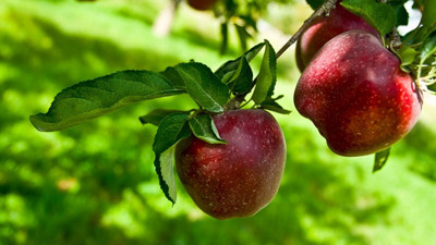 Elma fiyatında üretici ile market arasında yüzde 361 fark var