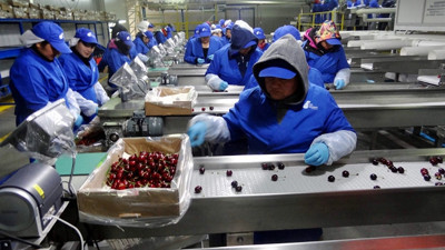 Meyveler hava kargo ile taşınacak