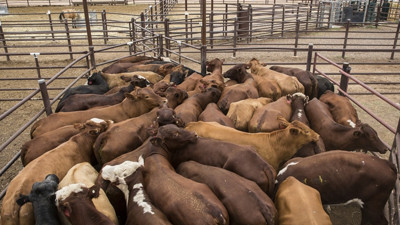 Et ithalatına 6 yılda 4,4 milyar dolar