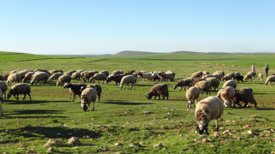'Küçükbaş hayvan sayısı artırılabilir'