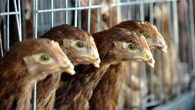 Tavuk ihracatında ilk sırada Suriye var