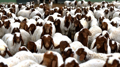 Elit kuzulara özel bakım