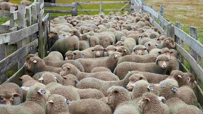 Türkiye koyun sayısında AB'de birinci
