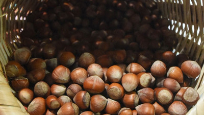 Fındık fiyatı 10 liraya düştü