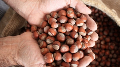 Fındık fiyatı 10 liranın altına düştü