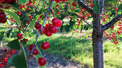 Taş çekirdeklilerde üretim 5,6 milyar lira oldu