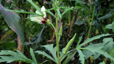 Altınla yarışınca gramla satılıyor