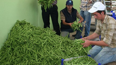 Fasulye üretiminin kalbi Burdur'da hal kurulacak