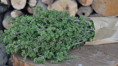 Türkiye kekik ihracatında dünya lideri