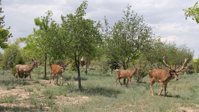 14 yıl boyunca her gün 3 bin 700 fidan dikildi
