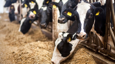 Hayvancılıkta yüzde 50 hibe alacak 12 şanslı il belli oldu