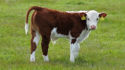 Buzağı ölümleri 4 milyar liraya mal oluyor